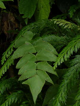 Image of Large-Leaf Maidenhair