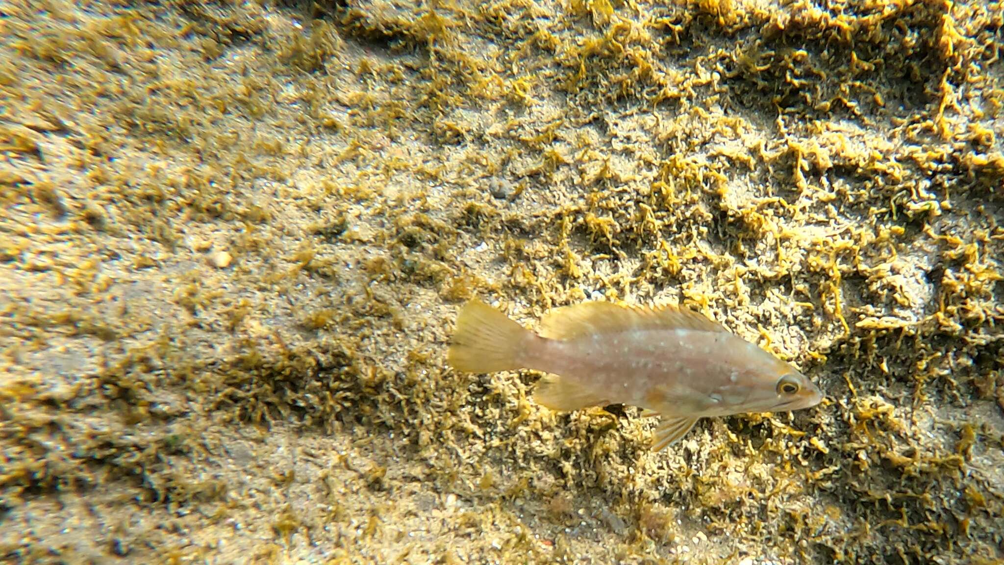 Image of Comb Grouper