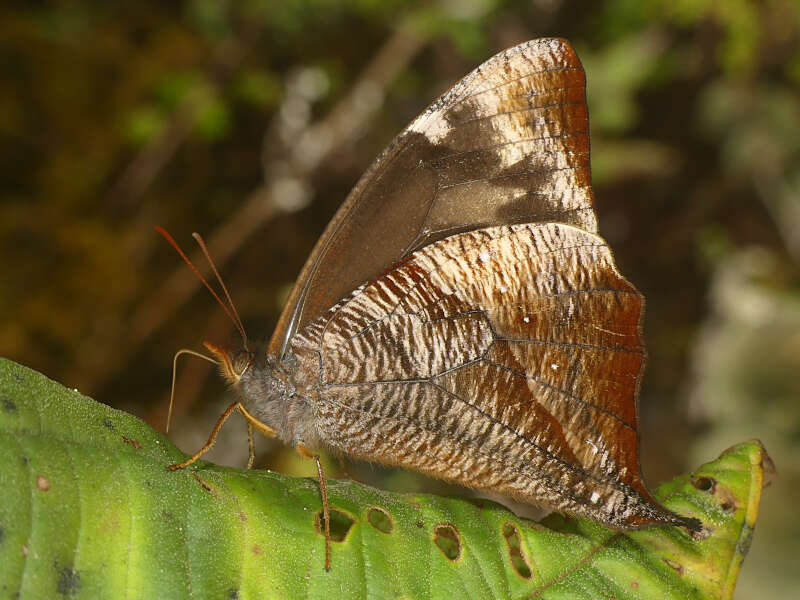 Imagem de Corades sareba Hewitson 1850