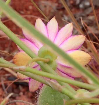 Calandrinia strophiolata F. Müll. resmi