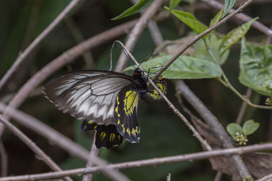 Image of Borneo Birdwing