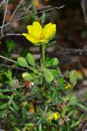 Image of Hibbertia australis N. A. Wakefield