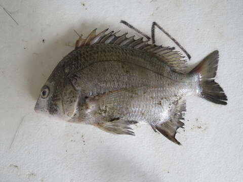 Image of Black bream