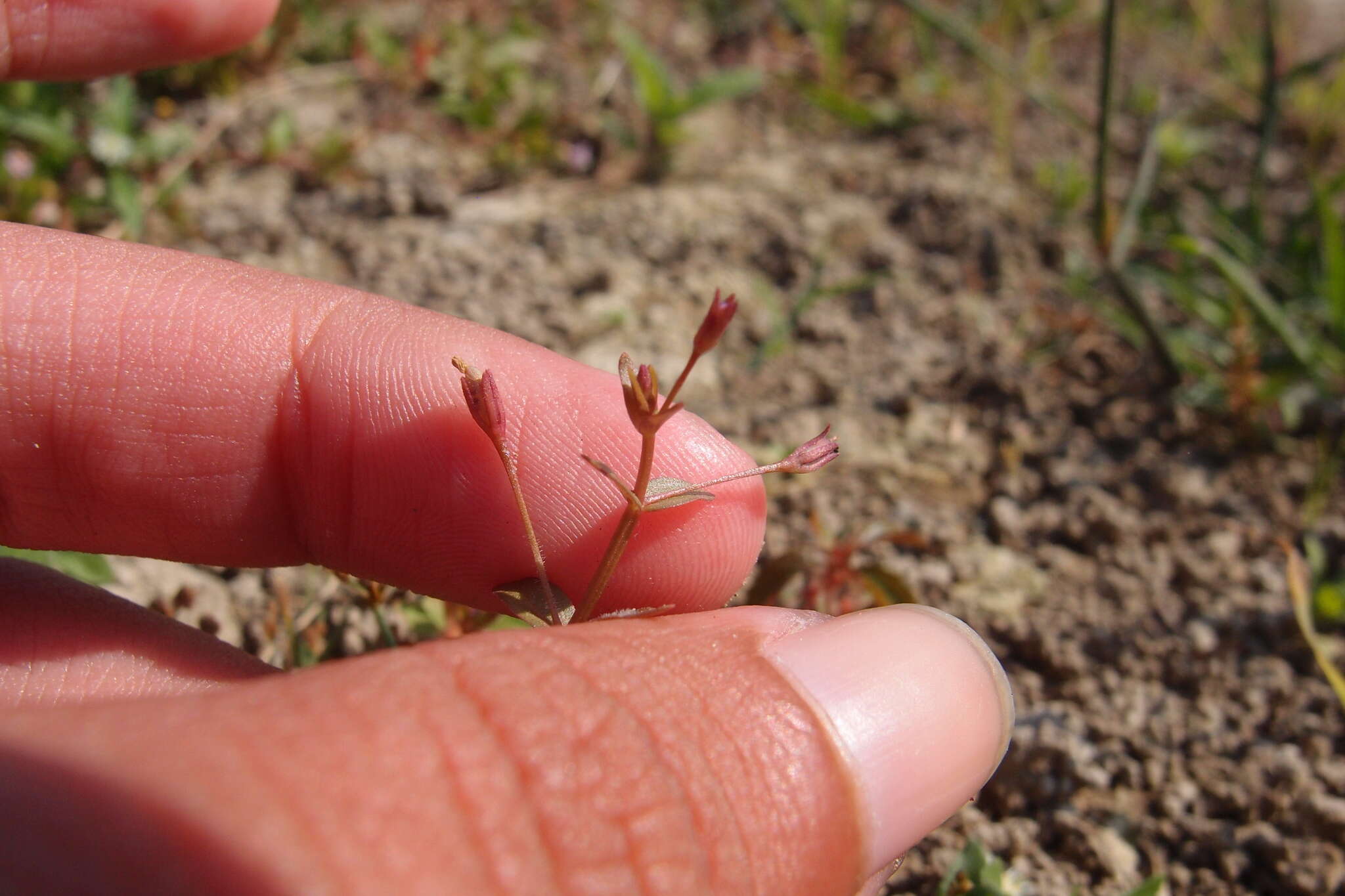 Image of Prostrate False Pimpernel