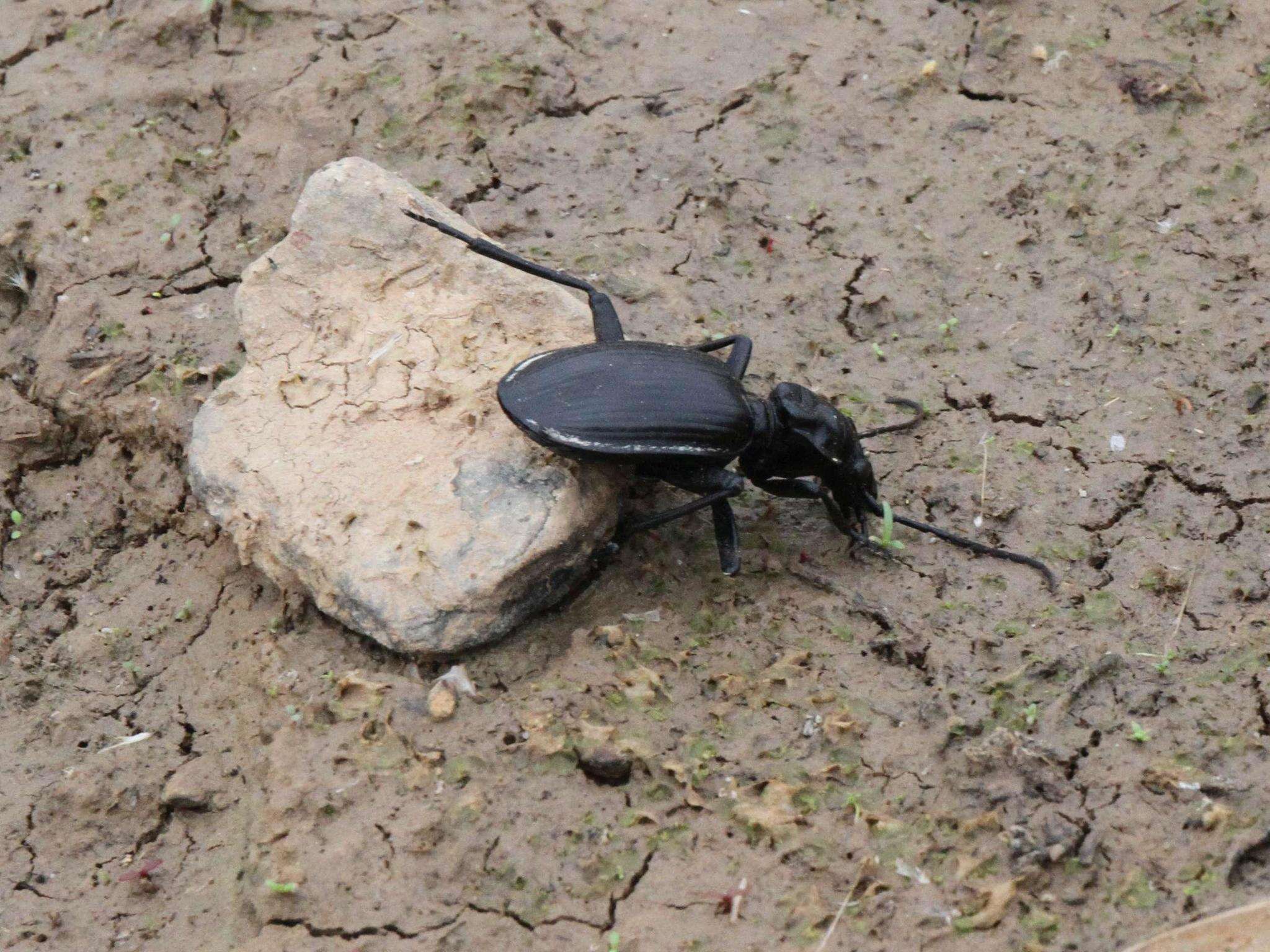 Plancia ëd Anthia (Anthia) cinctipennis Lequien 1833