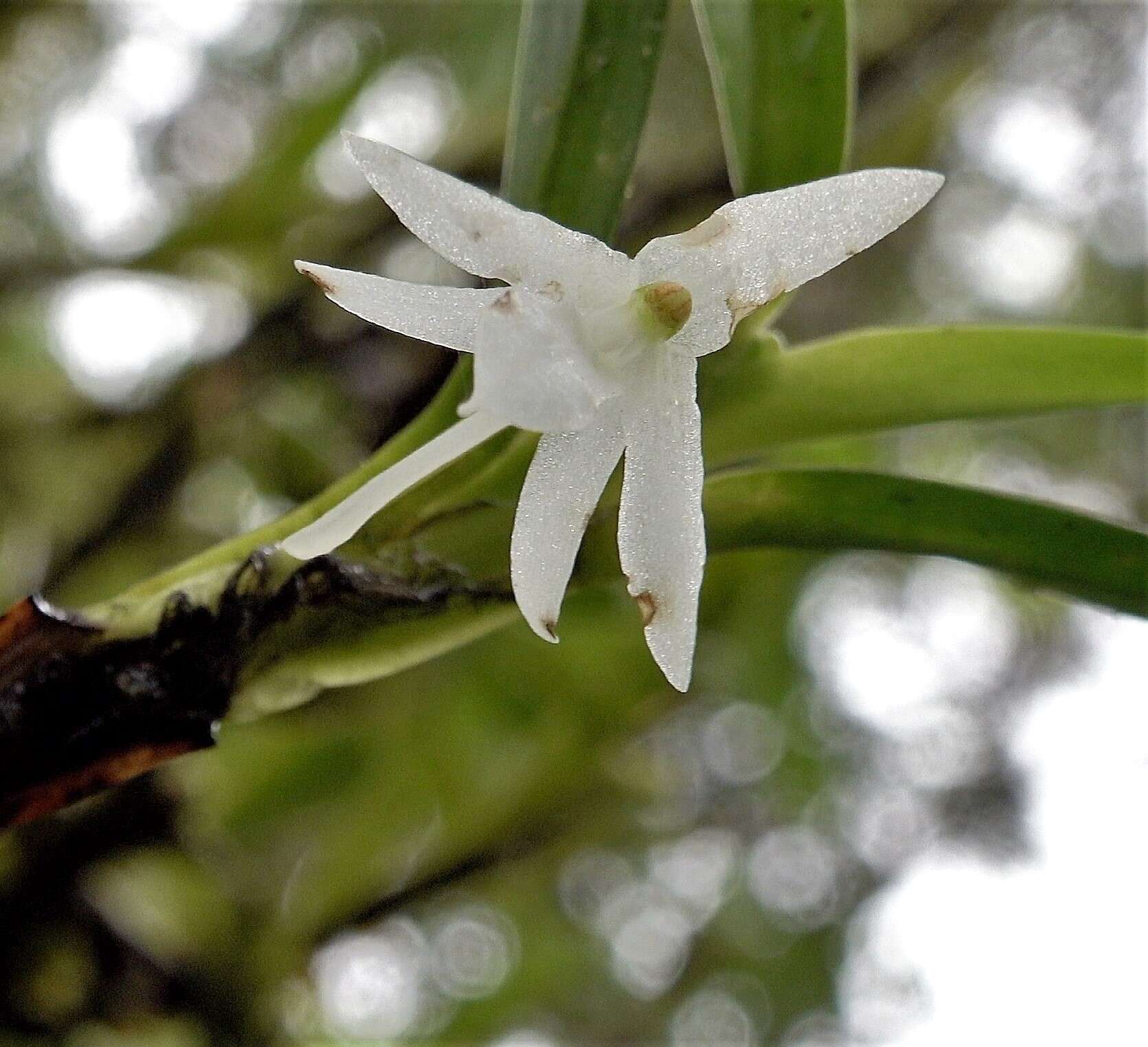 Image of Jumellea pailleri F. Rakotoar.