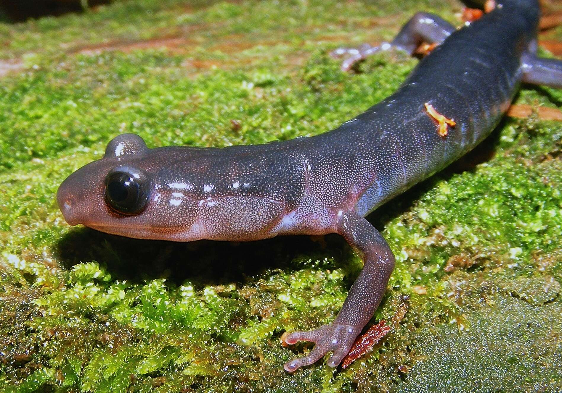 Image of Northern Gray-cheeked Salamander