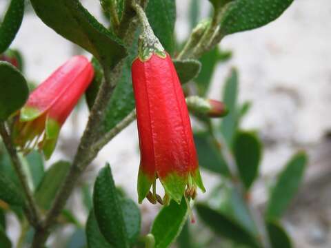 Imagem de Nematolepis phebalioides Turcz.