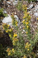 Image of Ericameria parryi var. aspera (Greene) G. L. Nesom & G. I. Baird