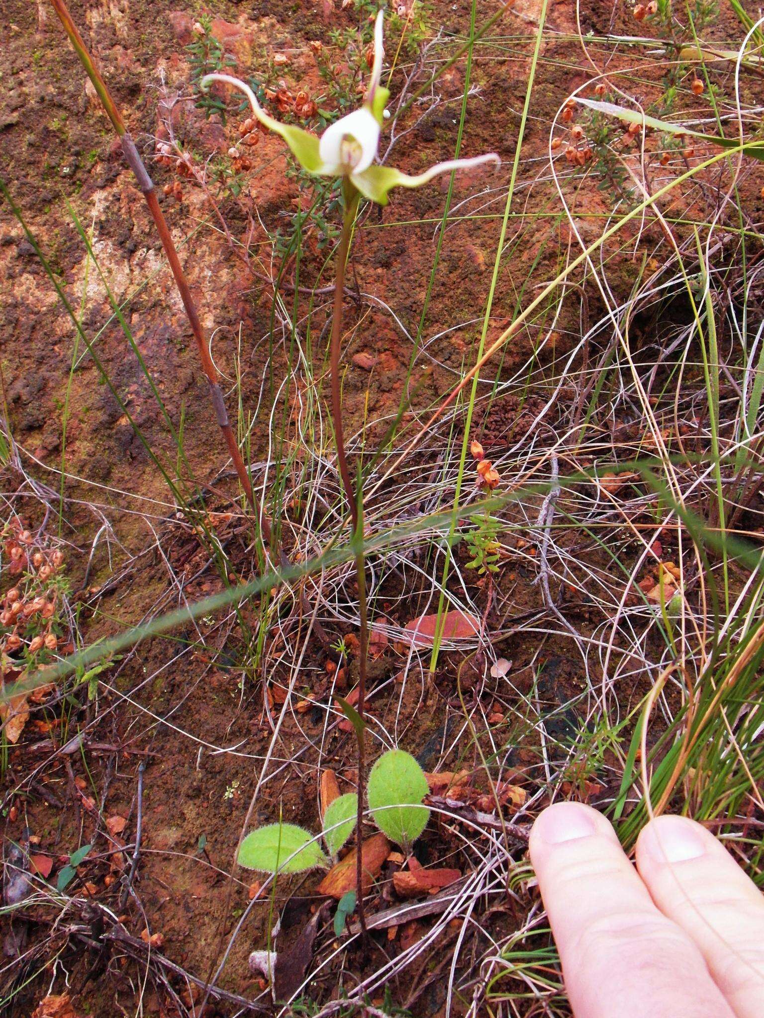 Image of Disperis capensis var. capensis