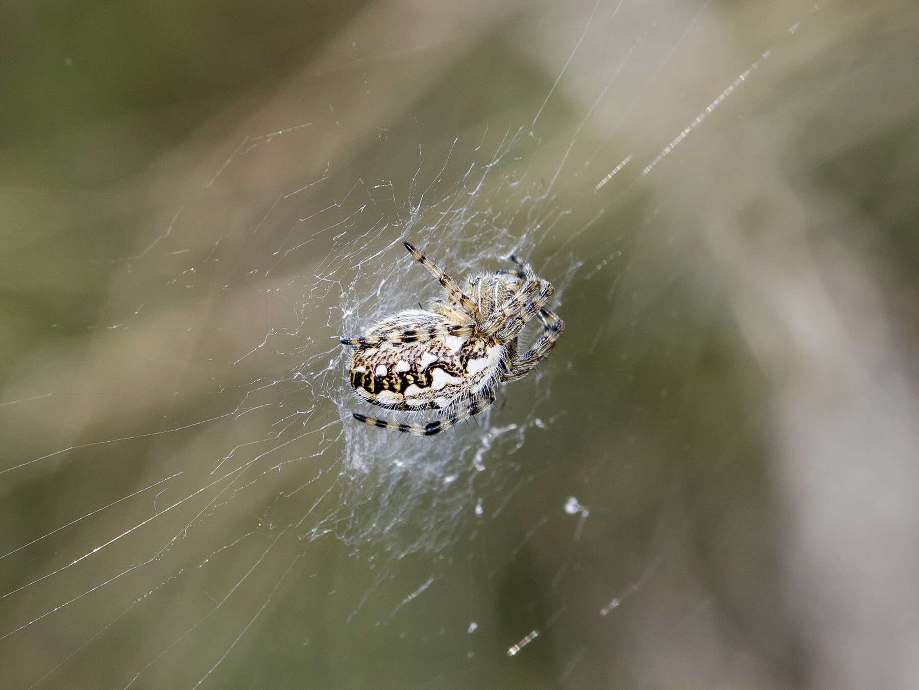 Image of Aculepeira armida (Audouin 1826)