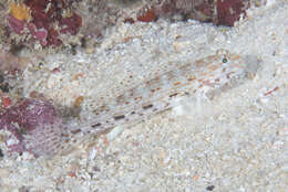 Image of Decorated goby