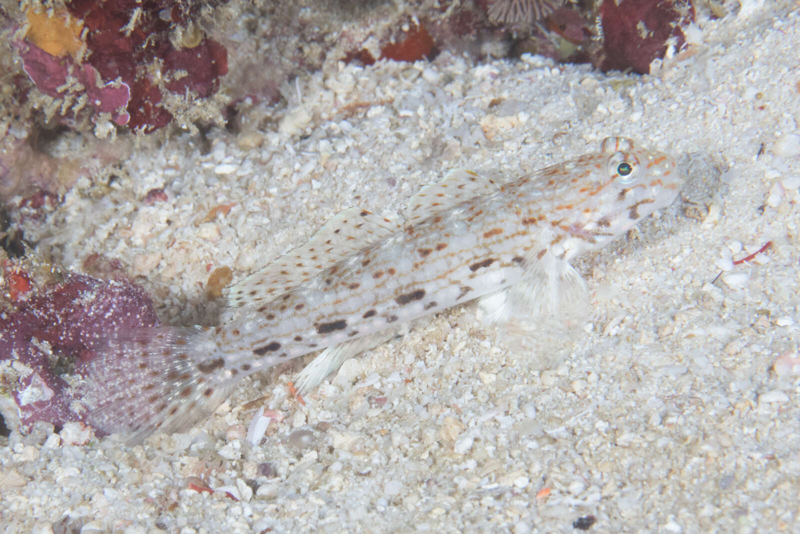 Image of Decorated goby