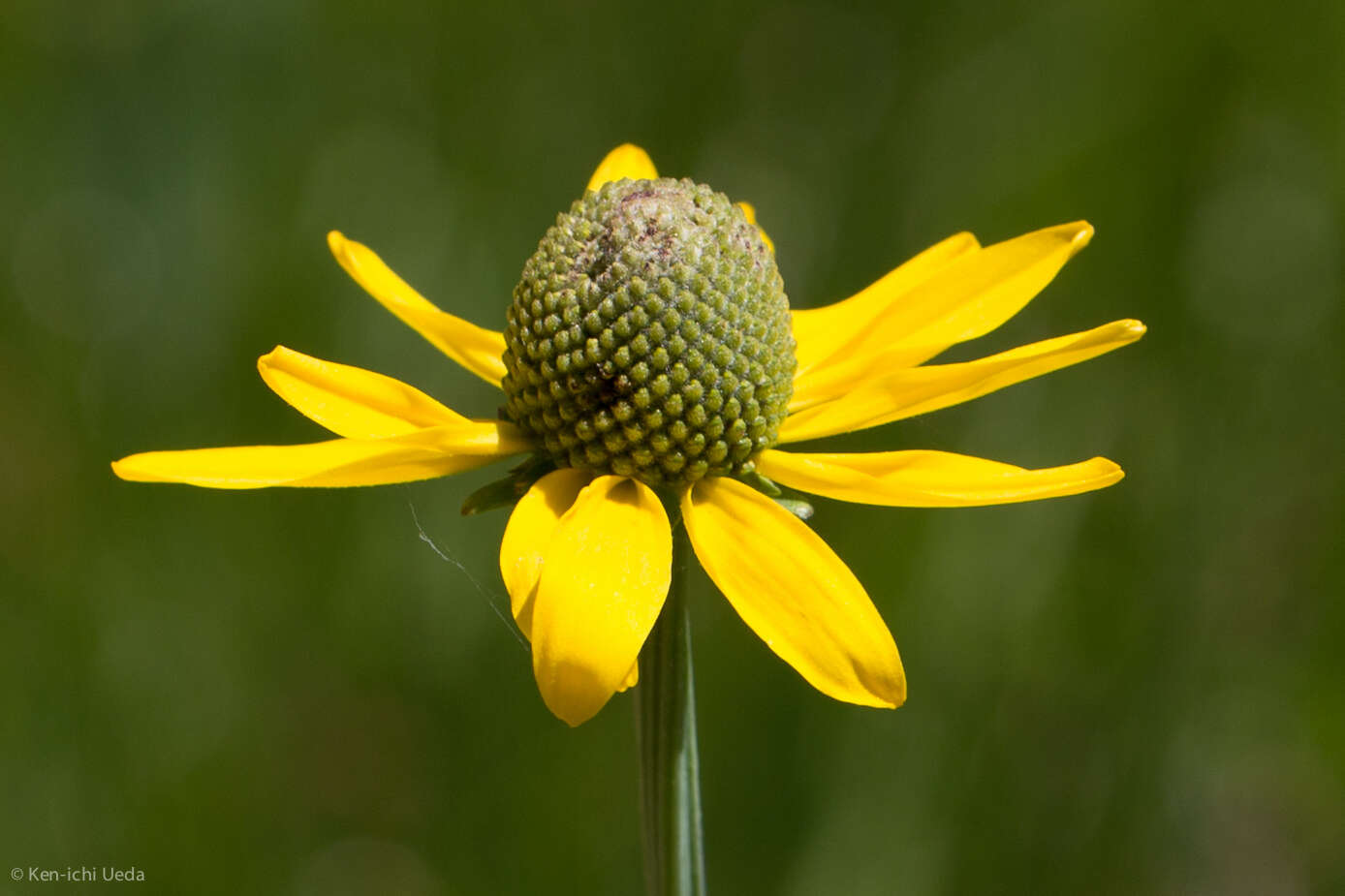 Plancia ëd Rudbeckia glaucescens Eastw.