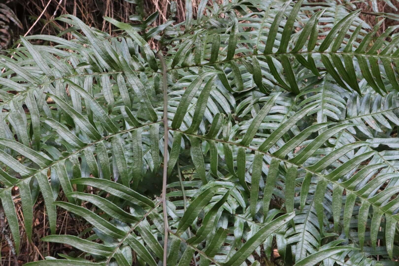 Imagem de Pteris terminalis var. fauriei (Christ) Ebihara & Nakato