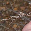 Imagem de Limonium aegaeum Erben & Brullo