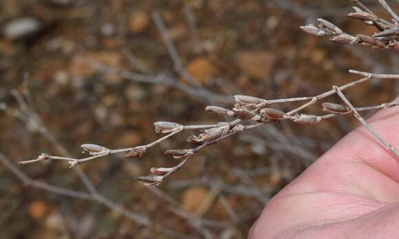 Imagem de Limonium aegaeum Erben & Brullo