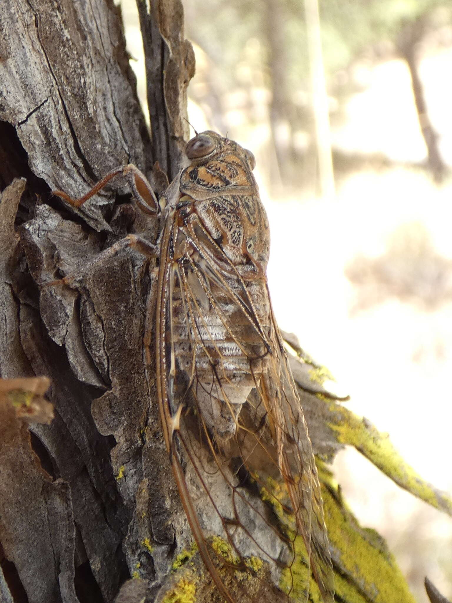 Sivun Cicada barbara (Stal 1866) kuva