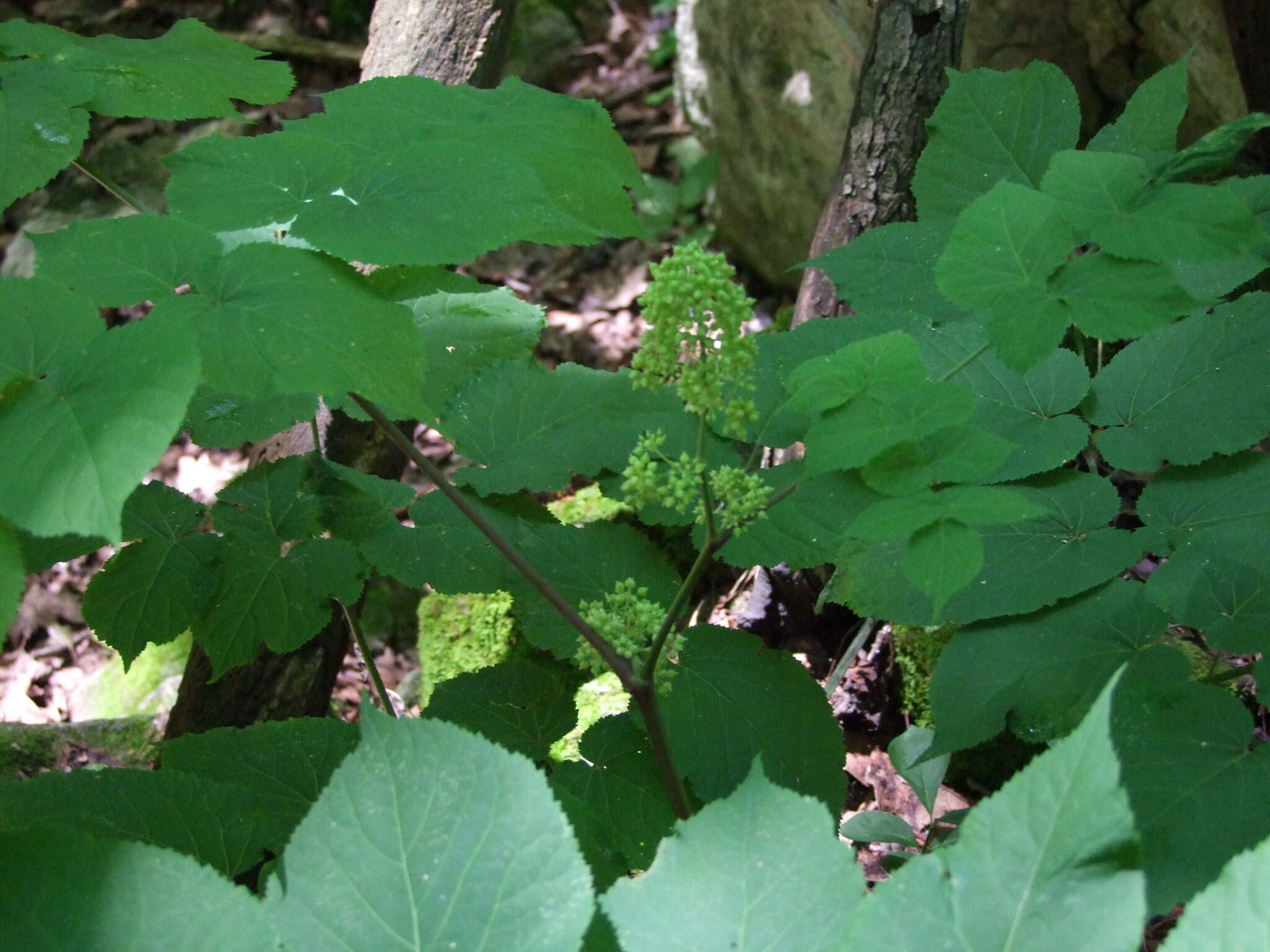 Image of American spikenard