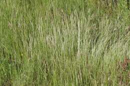 Image of rat's-tail fescue