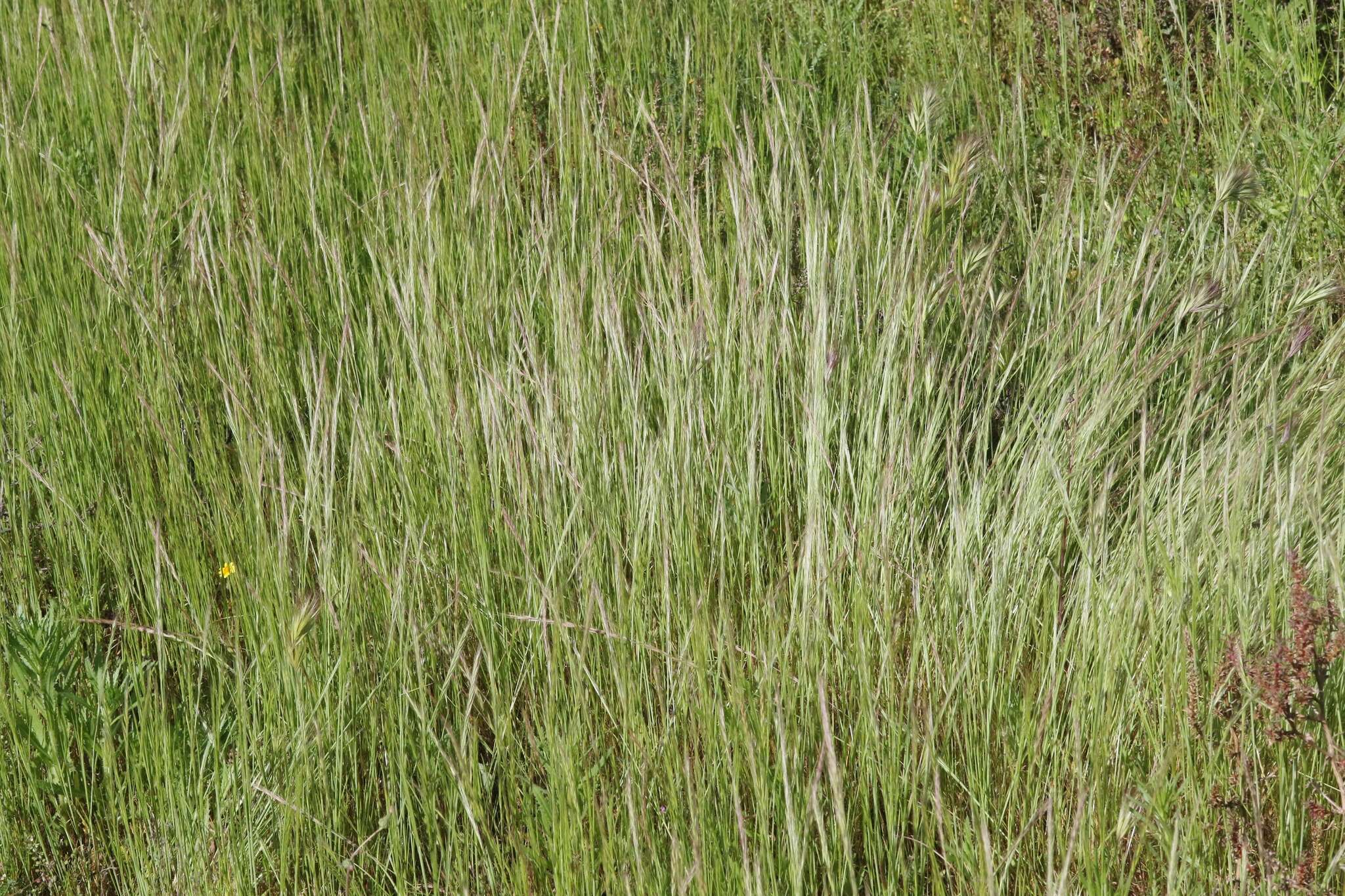 Image of rat's-tail fescue