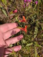 Image of red bush monkeyflower