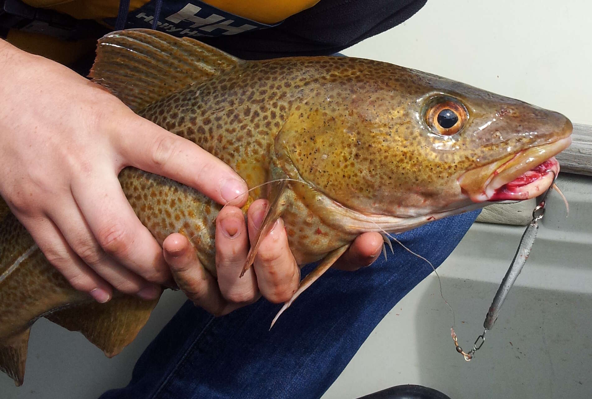 Image of Atlantic cod