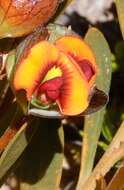 Imagem de Daviesia alternifolia Endl.