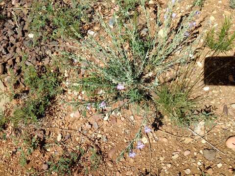 Plancia ëd Penstemon linarioides A. Gray