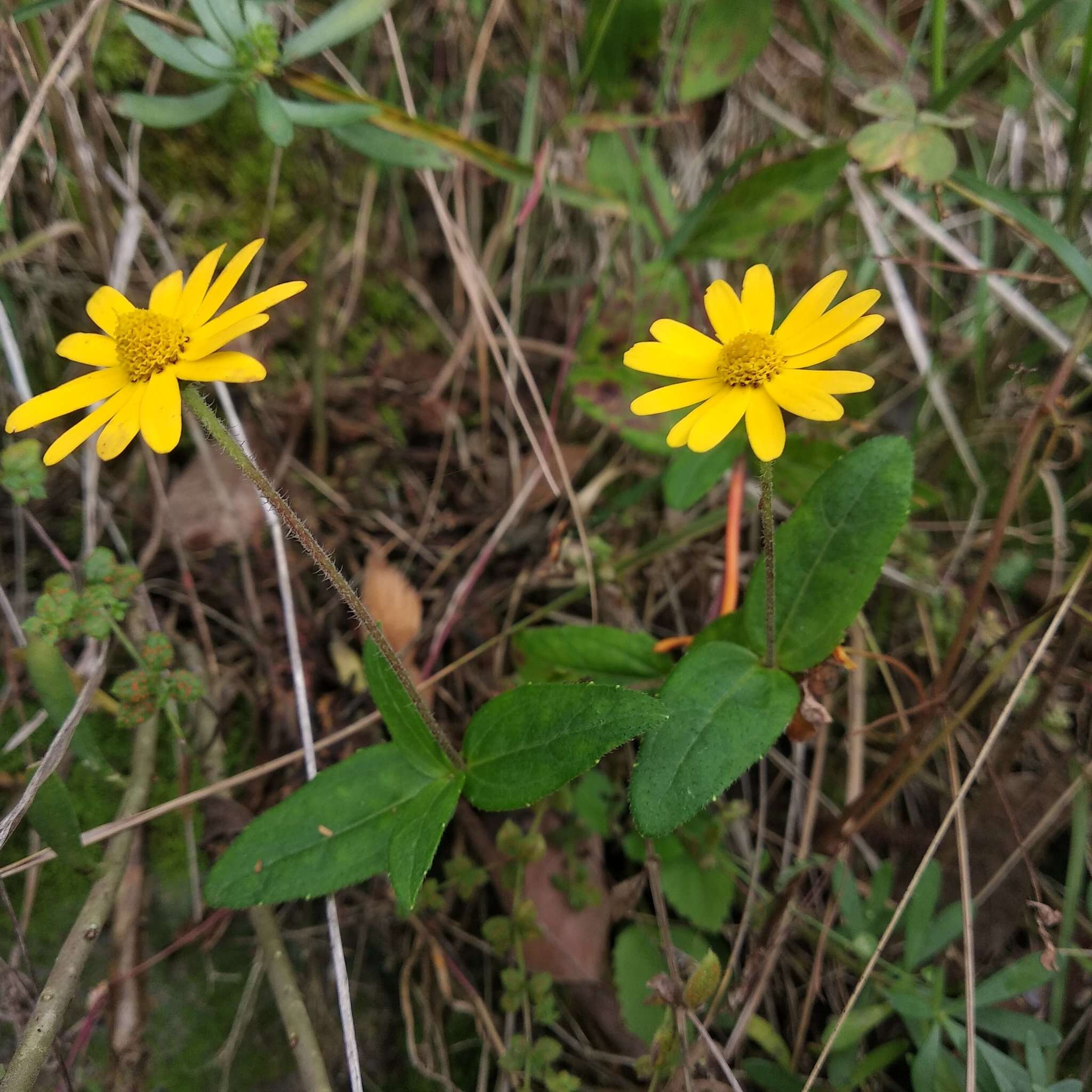 Image of Melampodium montanum Benth.