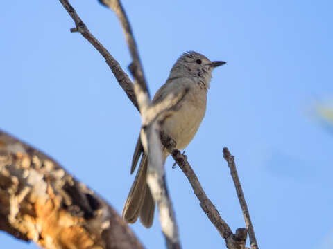 Image of Colluricincla harmonica brunnea Gould 1841