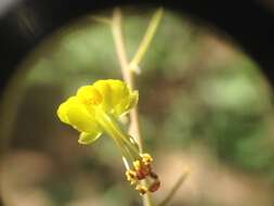 Image of <i>Denisophytum stuckertii</i>