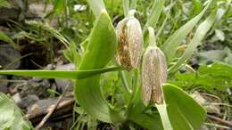 Image of Fritillaria hakkarensis