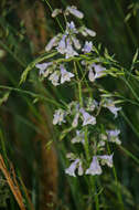 Penstemon canescens (Britt.) Britt. resmi