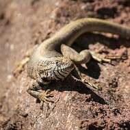 Image of Peru Pacific Iguana