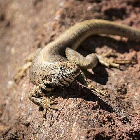 Image of Peru Pacific Iguana