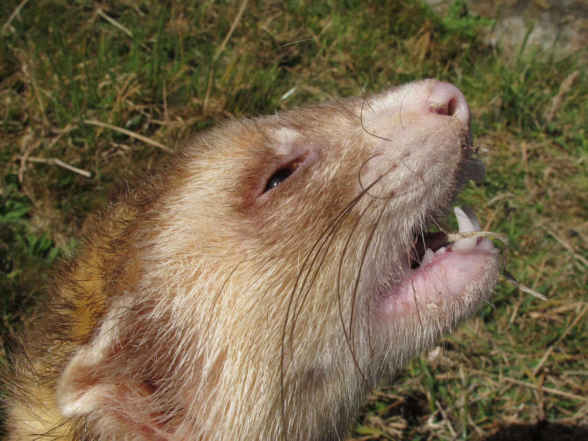 Image of domestic ferret