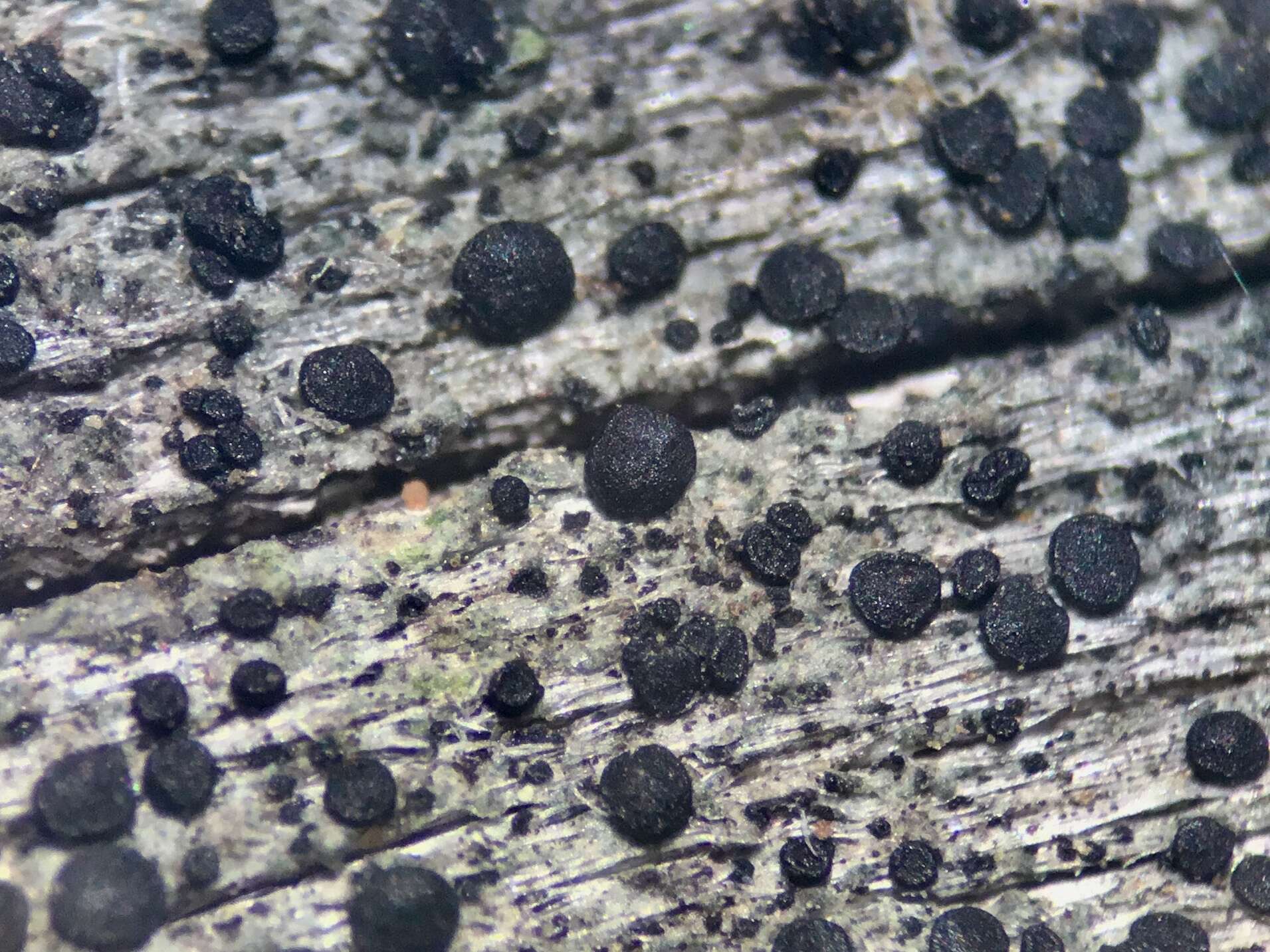 Image of erratic dot lichen