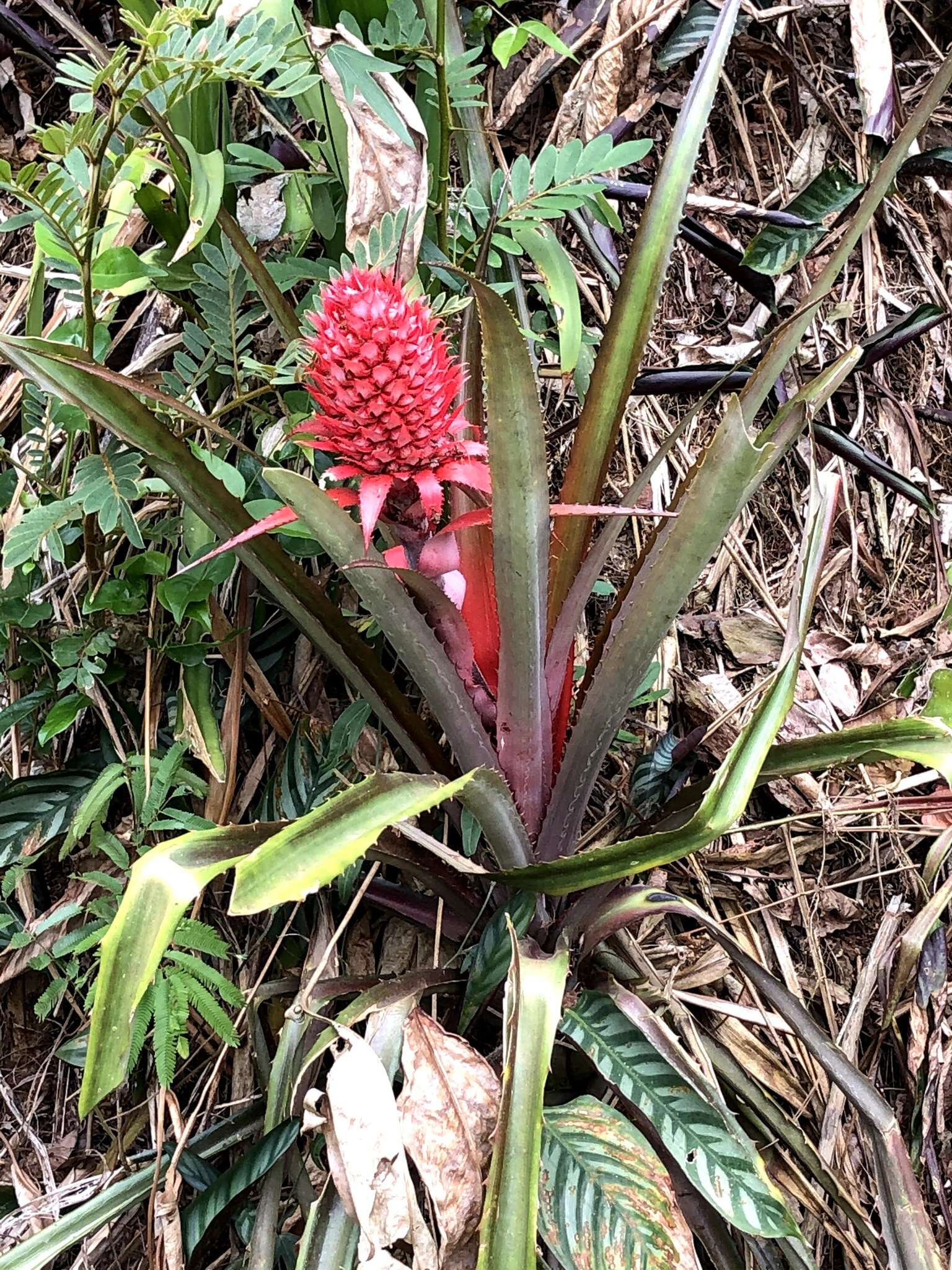 Image of Ananas comosus var. bracteatus (Lindl.) Coppens & F. Leal