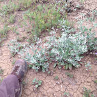 Image of Idria buckwheat