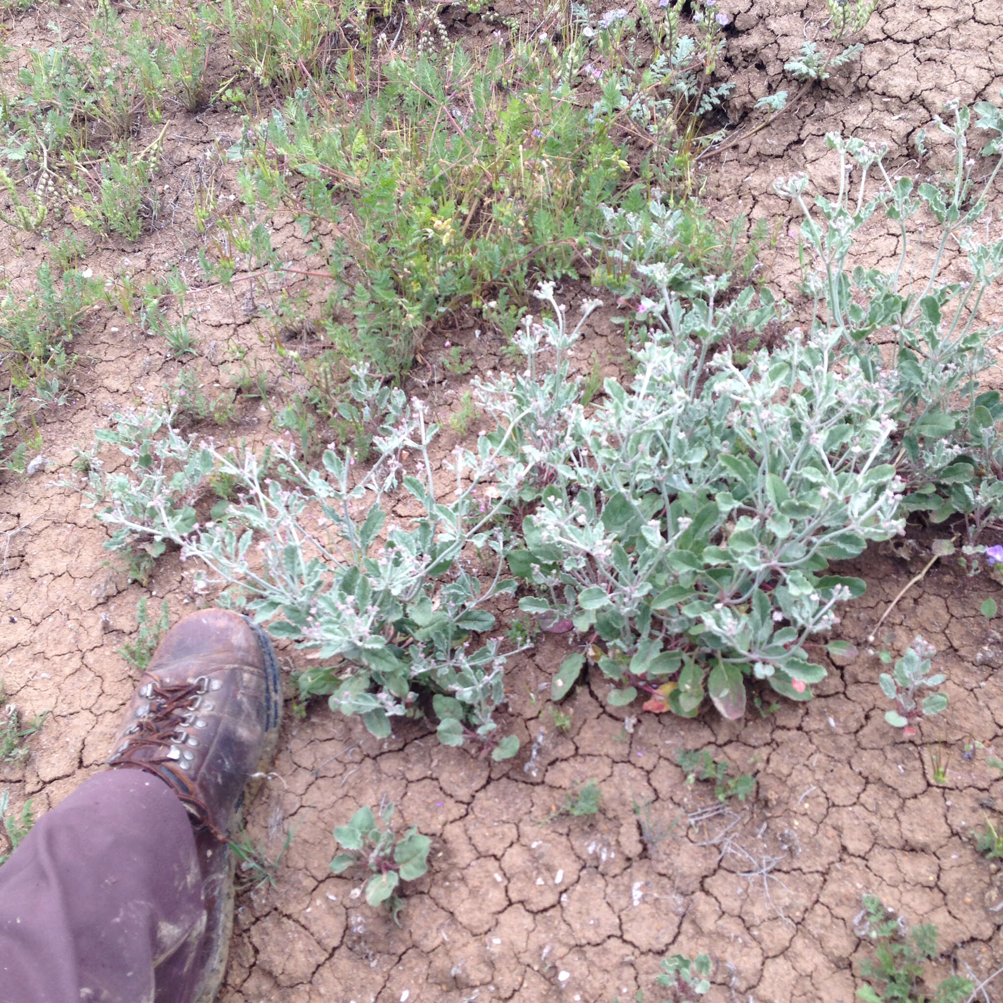 Image de Eriogonum vestitum Howell