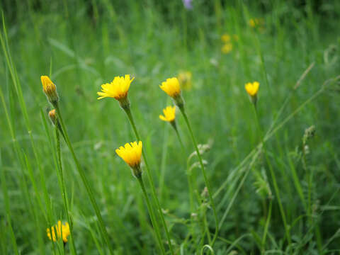 Image of bristly hawkbit