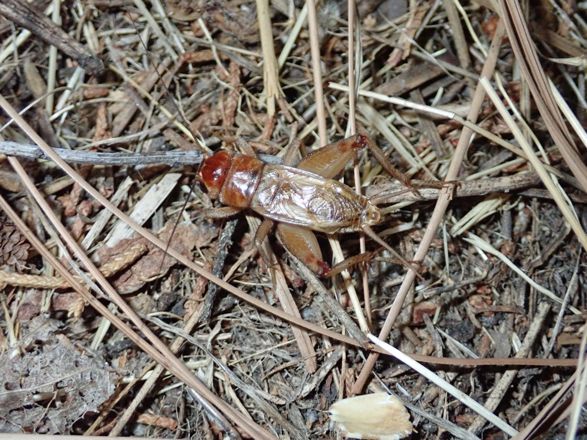 Image of Variable Field Cricket