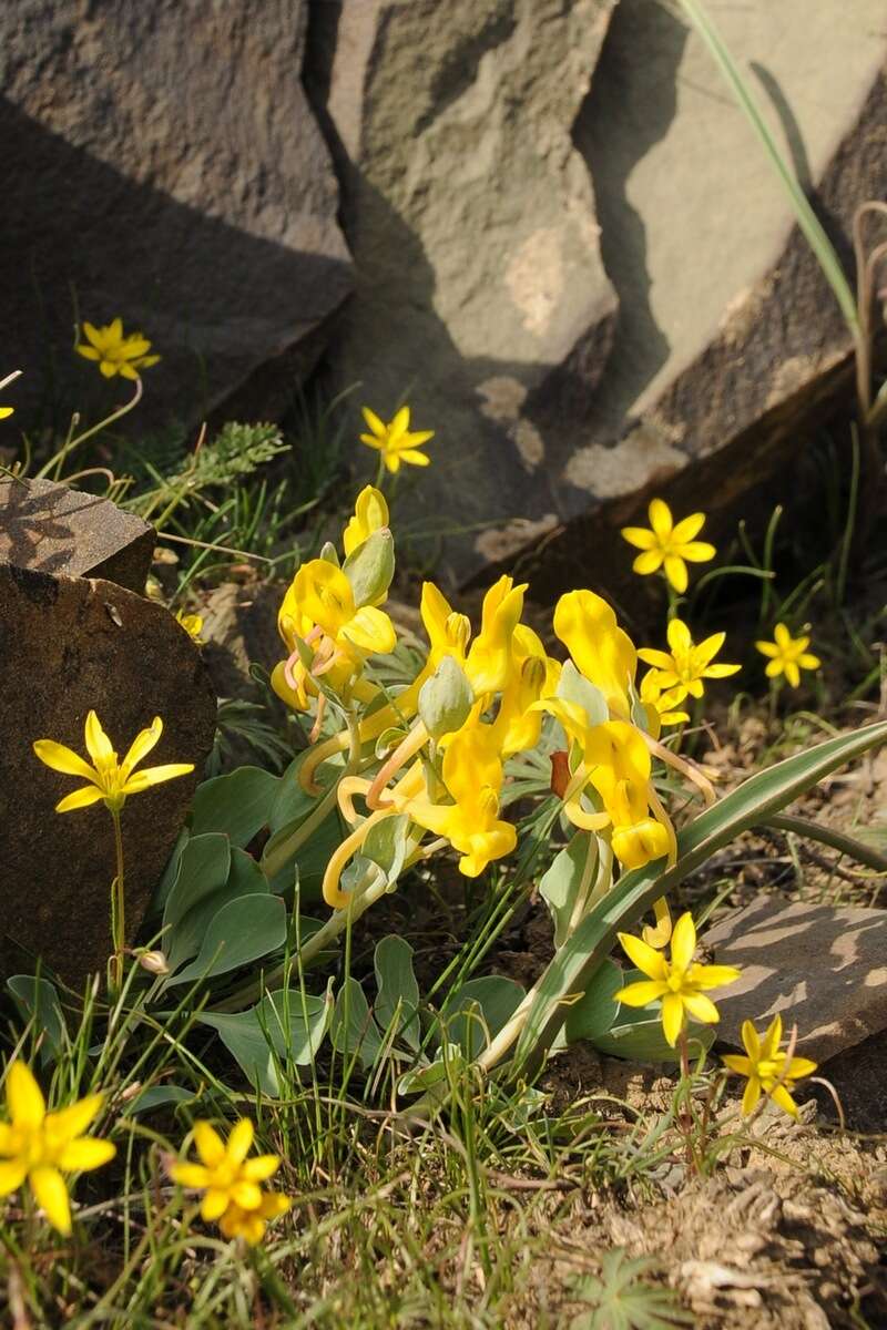 Imagem de Corydalis sewerzowii Regel