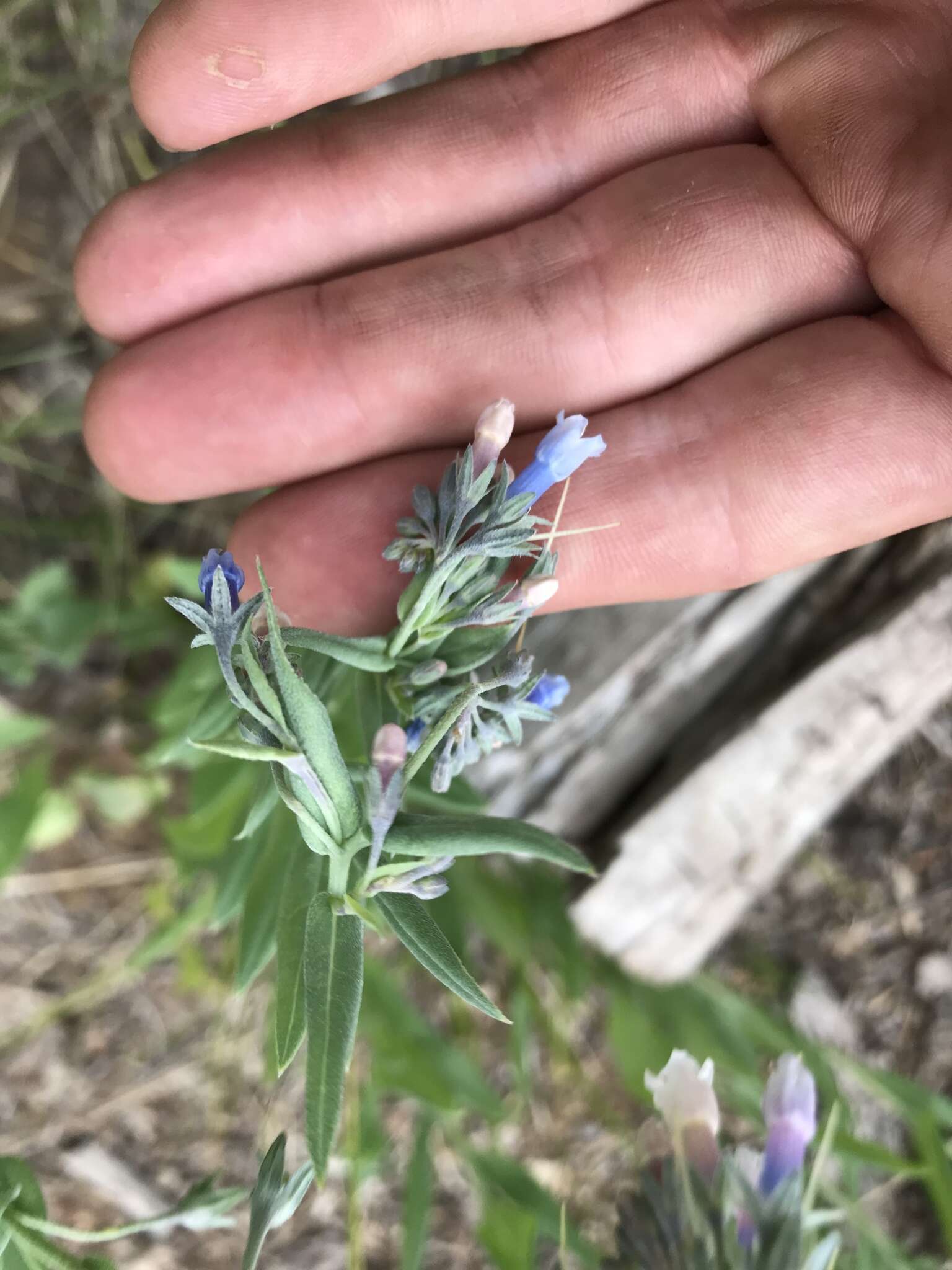 Image of Franciscan Bluebells