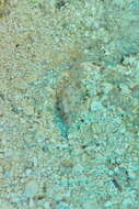 Sivun Cerithium echinatum Lamarck 1822 kuva