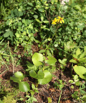 Image de Ligularia calthifolia Maxim.