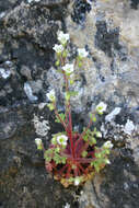 Plancia ëd Saxifraga latepetiolata Willk.