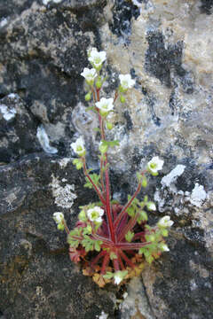 Image of Saxifraga latepetiolata Willk.