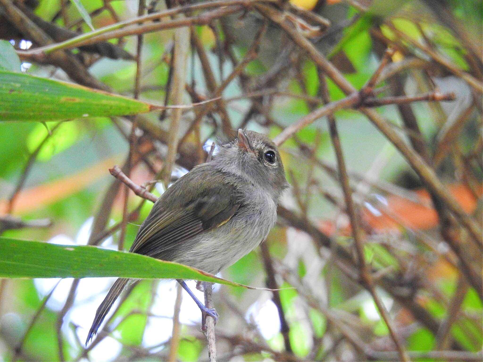 Image of Drab-breasted Bamboo Tyrant